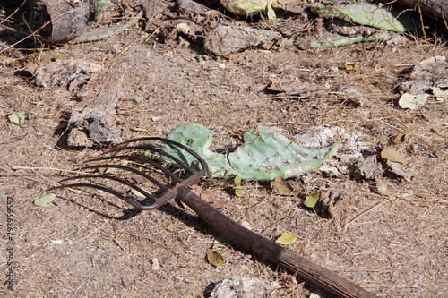 A garden fork left after work next to some cut  cactus parts
