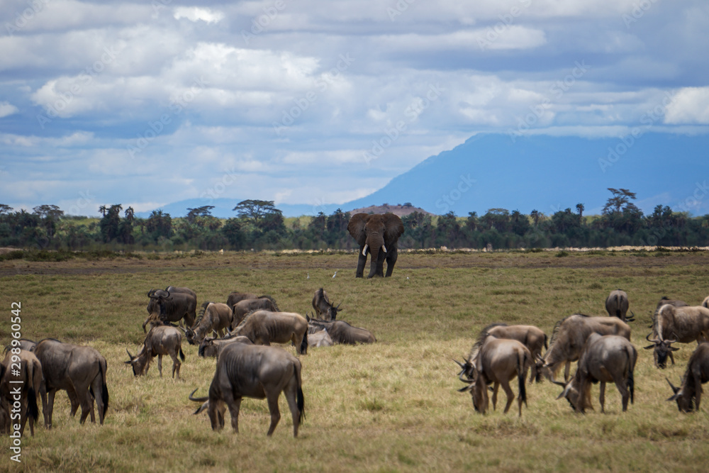 Animals on the Savannah. Herd of wildebeests in the foreground and large elephant in the background. Amboseli National Park, Kenya -Image Animals on the Savannah. Herd of wildebeests in the foreground and large elephant in the background. Amboseli National Park, Kenya -Image