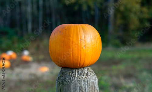 Single steamless pumpkin on a fench post