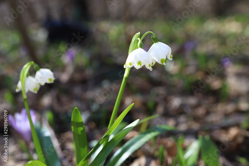 Small spring flowers snowdrops grow outdoors in nature © Nadiia