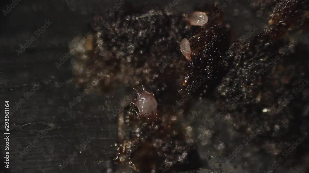 live specimens of otodectes cynotis also known as ear mite. Taken from ear of homeless cat. live specimens of otodectes cynotis also known as ear mite. Taken from ear of homeless cat.