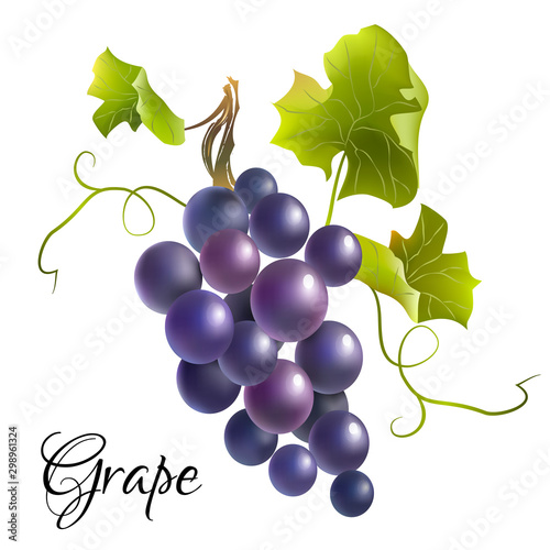 Blue grape branch. Vector illustration.
