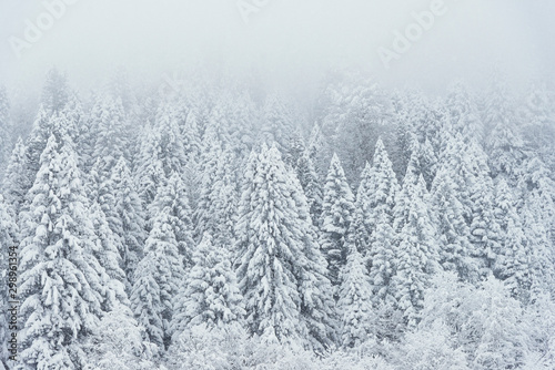 Landscape view of snowy hills with pine trees. © ardasavasciogullari