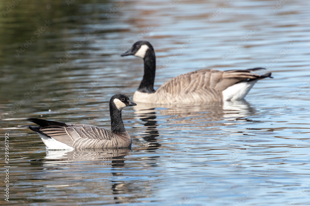 cackling goose and Canada Goose cackling goose and Canada Goose