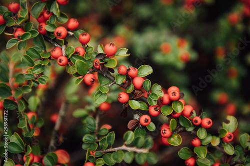 Red berries and green leaves in trailside bushes and shrubs in Ukraine