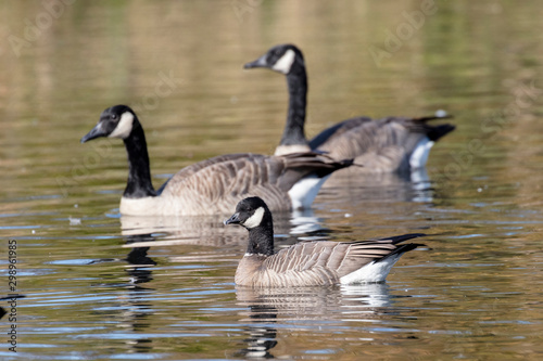 cackling goose and Canada Goose