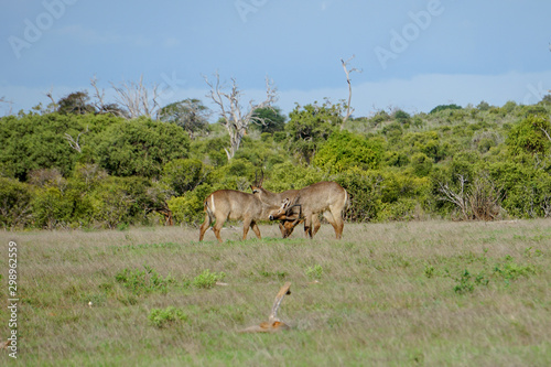 Two wild antelopes fight with intertwined horns on grassy field. Tsavo West National Park, Kenya -Image
