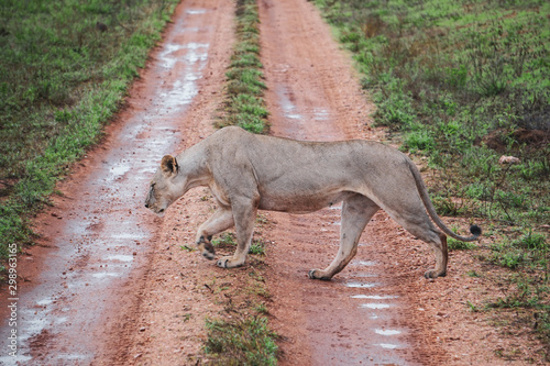 Shot of lone lioness walking across African orange sand road on a rainy day. Impressive musculature, head bowed down. Tsavo West National Park, Kenya -Image