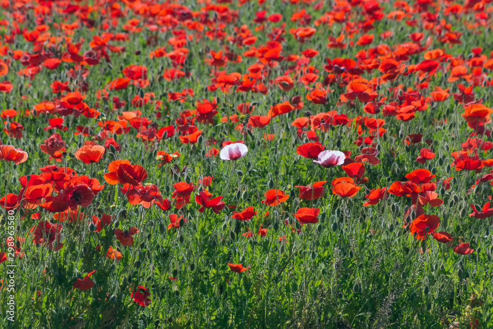 Field of Red Corn Poppies in Fredericksburg, Texas