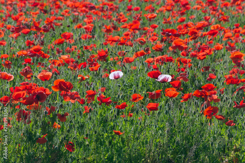 Field of Red Corn Poppies in Fredericksburg, Texas © JACoulter