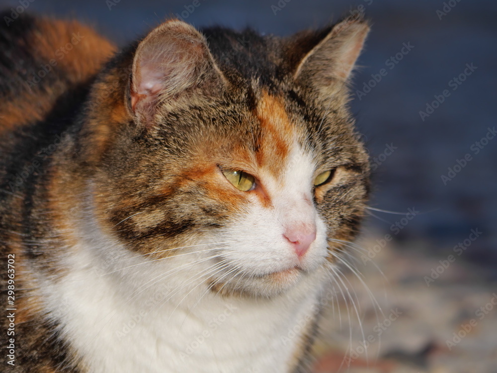 Close-up portrait of a tricolor cat.