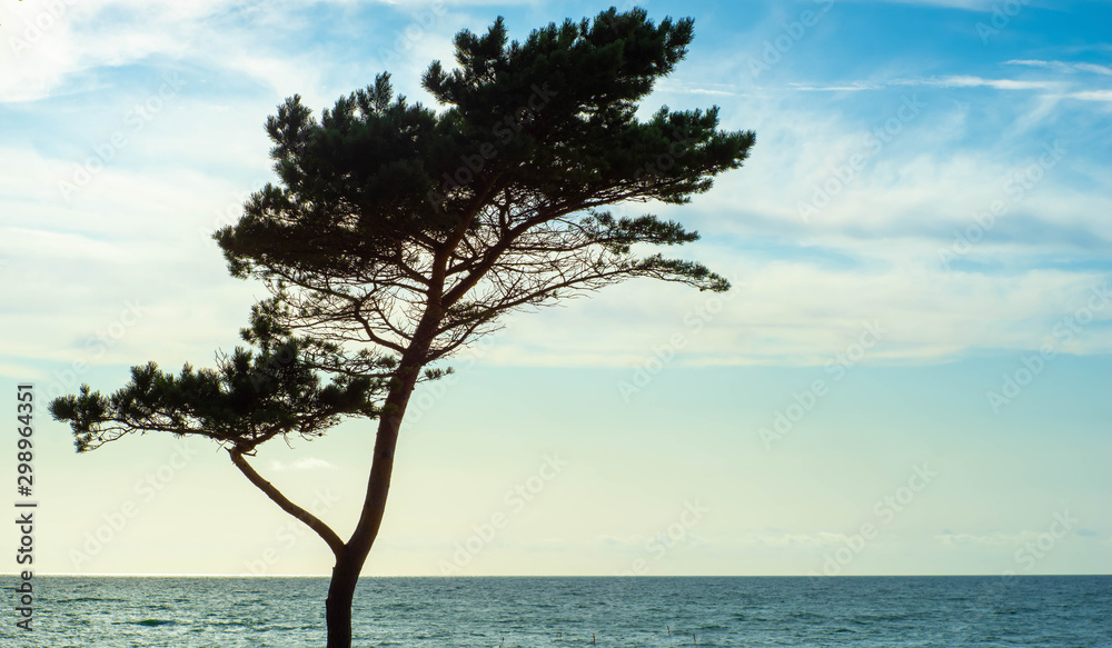 Beautiful seadscape. Lonely tree. Shot of Baltic sea. Beautiful seadscape. Lonely tree. Shot of Baltic sea.