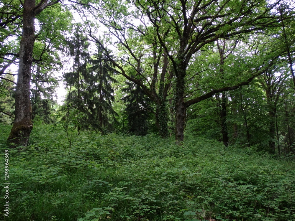 Obraz premium forest