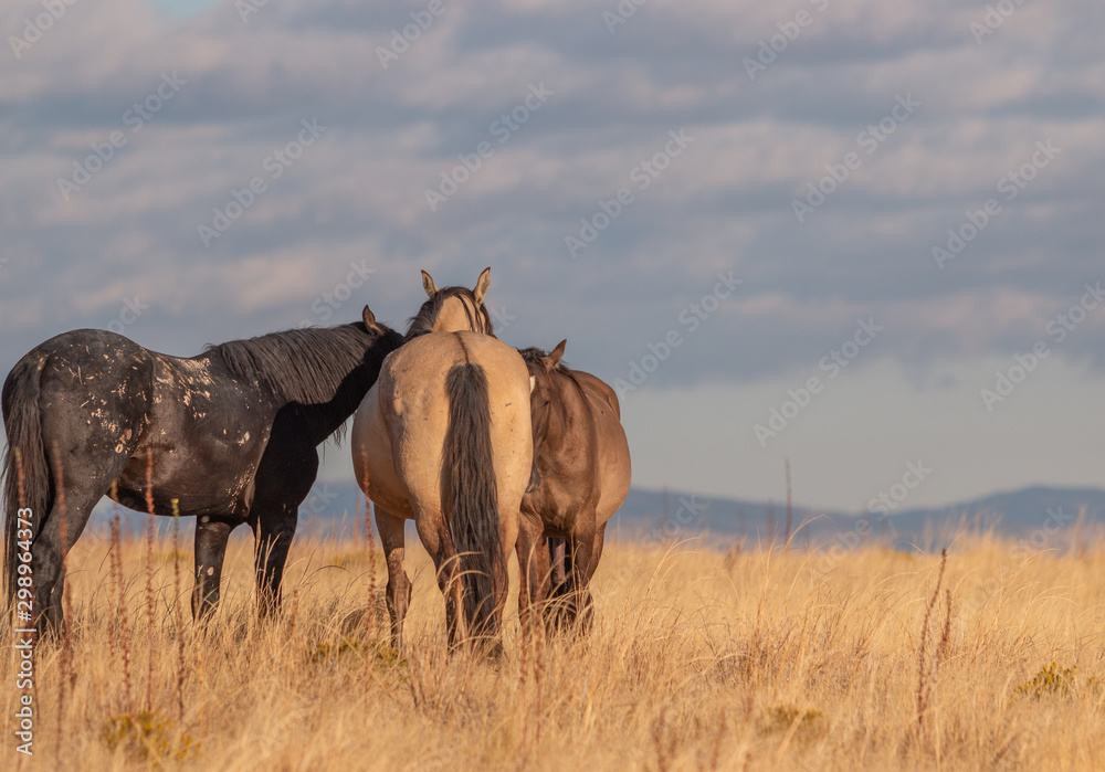 Fototapeta premium Wild Horses in Autumn in the Utah Desert