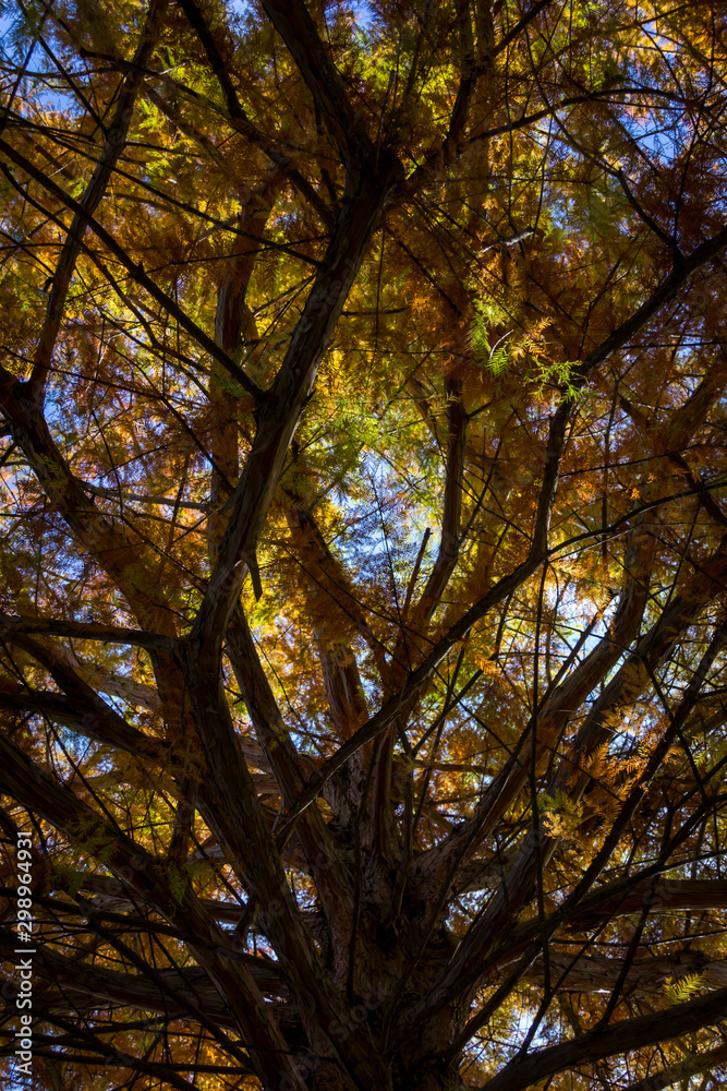 Fototapeta premium Low Angle View of Pine Tree in Autumn