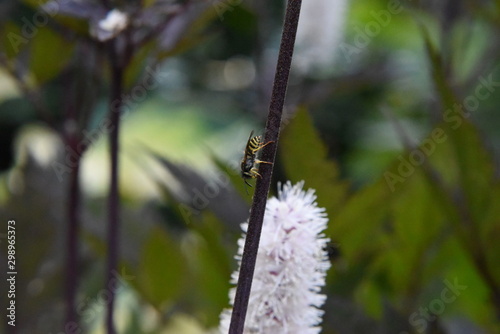 Wasp on Stem photo