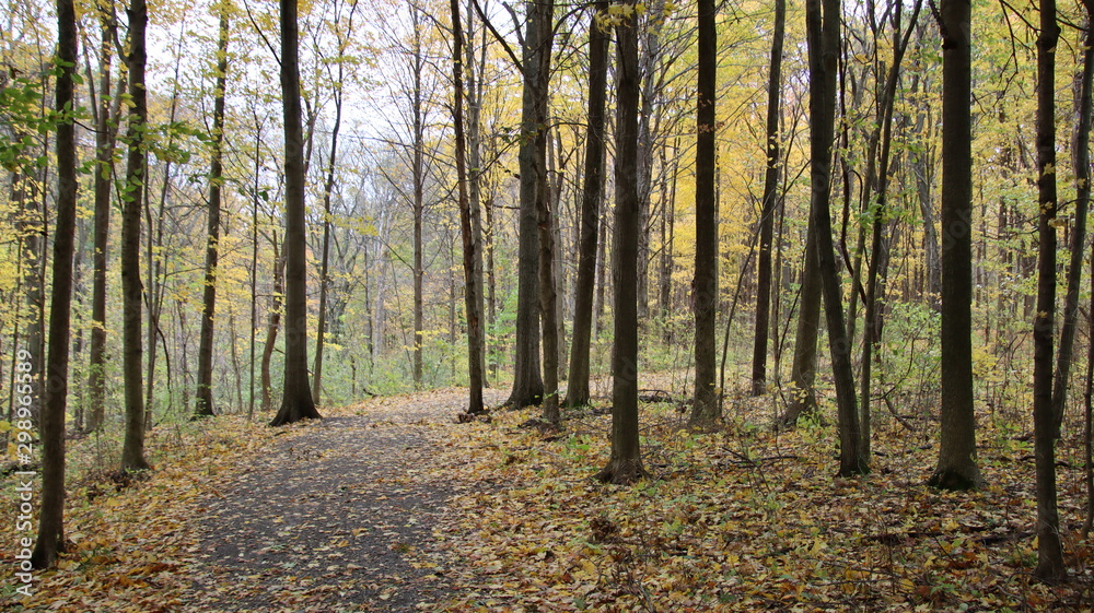 Obraz premium autumn in the forest