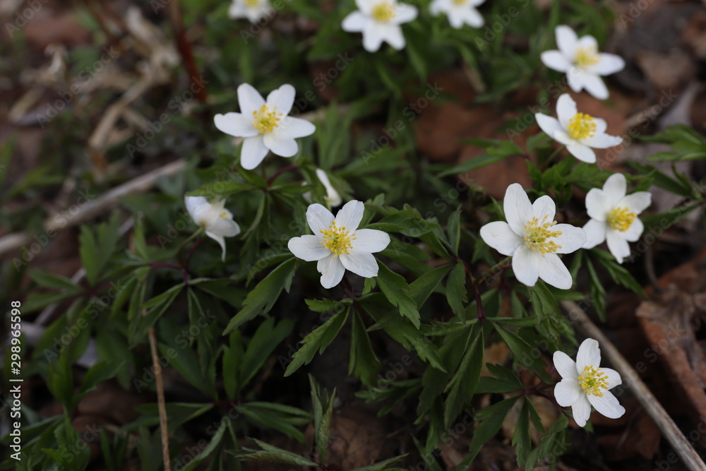 Forest anemone or Latin name Forest anemone or Latin name
