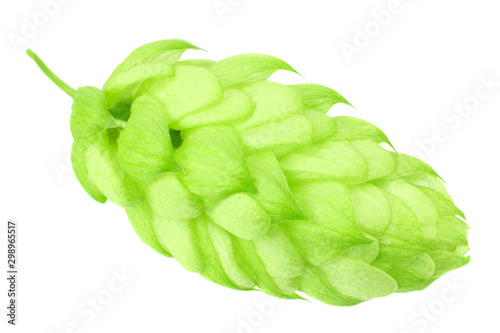 Green hops isolated on a white background