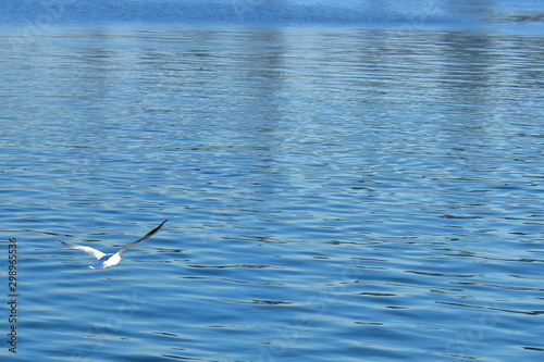 seagull in flight on the water of the blue sea preys on fish