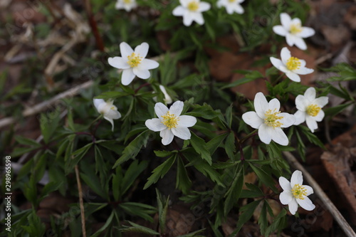 Forest anemone or Latin name 