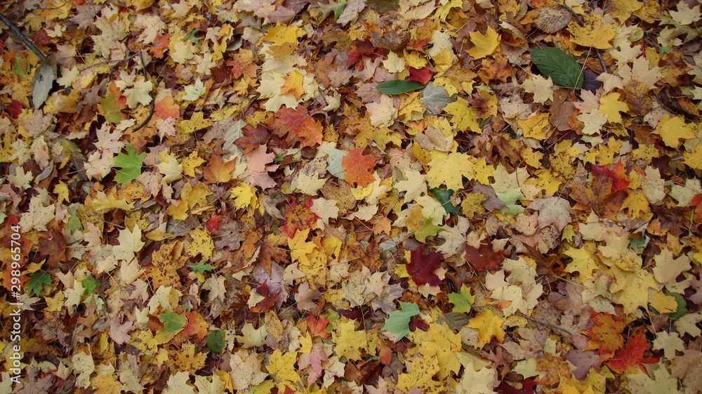 autumn leaves background autumn leaves background