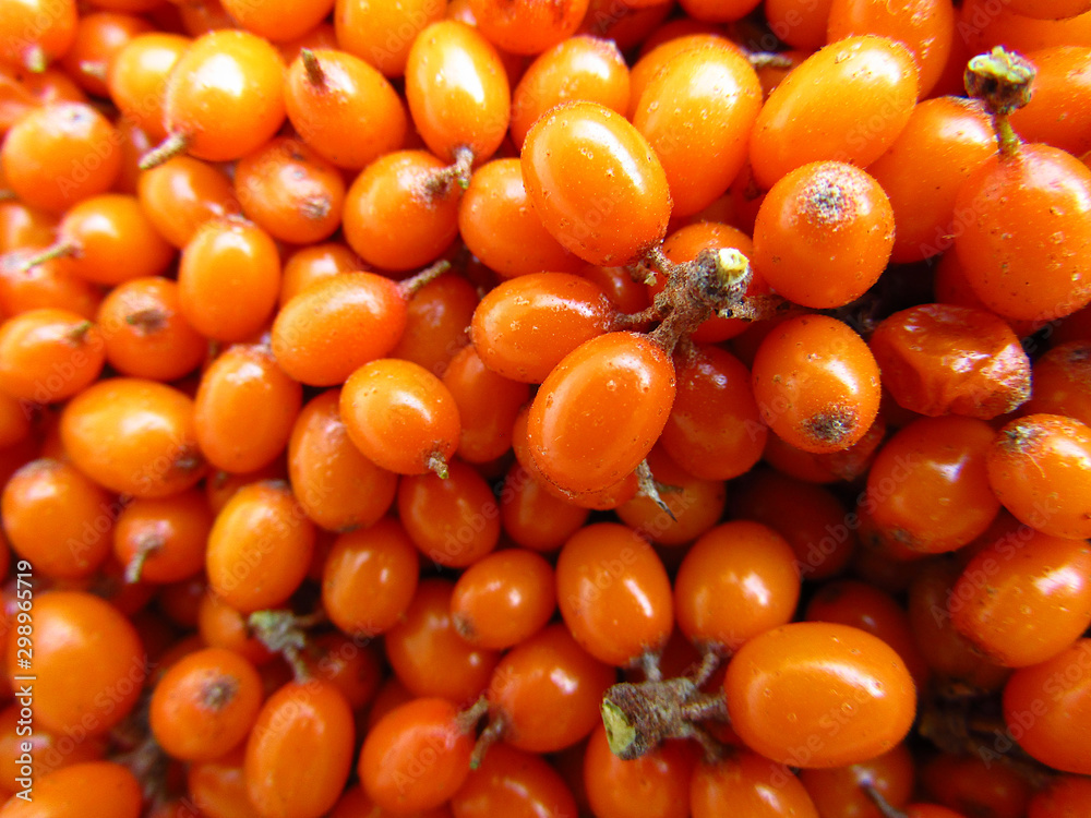 Sea buckthorn background. Close-up.