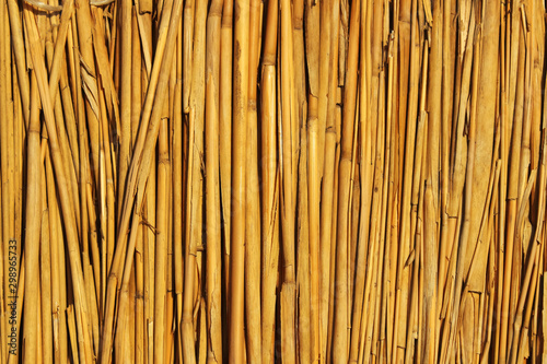 Fototapeta Naklejka Na Ścianę i Meble -  cattail fence reed yellow texture background close-up