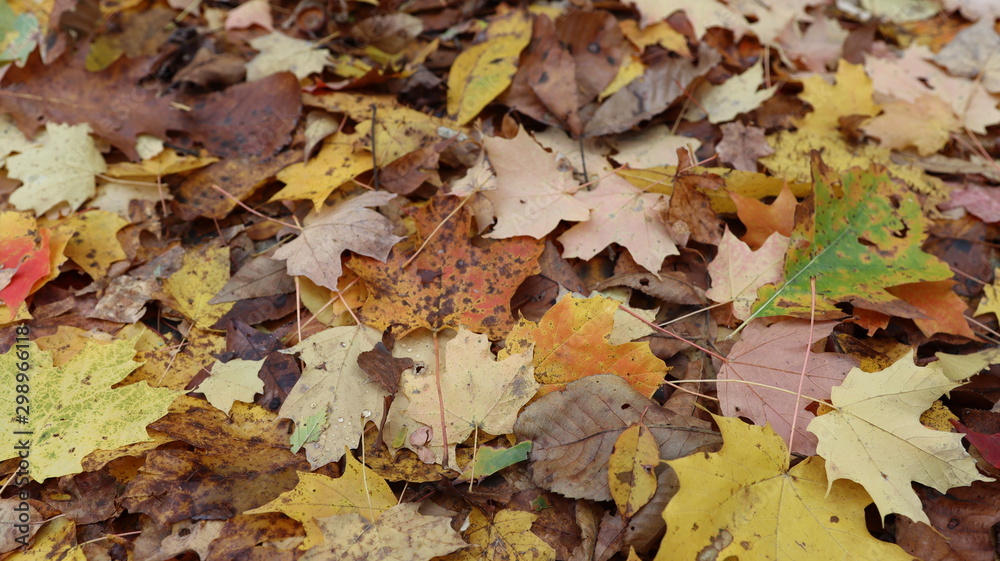 Beautiful Autumn Leaf background