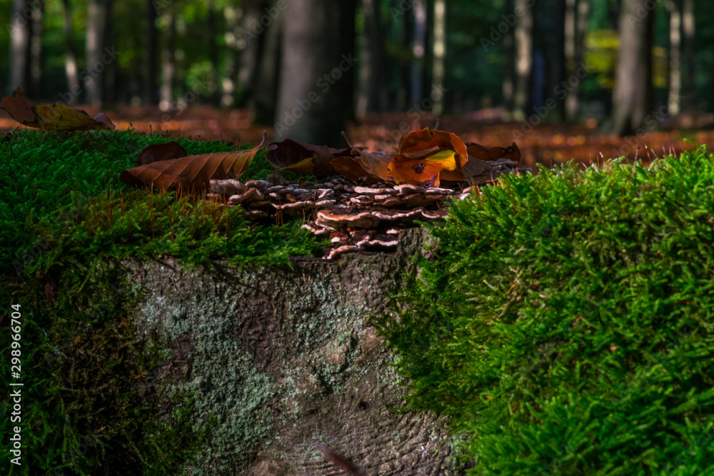 moss and mushrooms on a tree trunk moss and mushrooms on a tree trunk