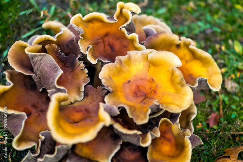 pretty mushroom