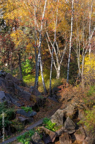 Autumnal Moscow park. Autumn birch trees at sunny day.