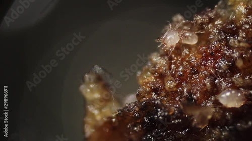 live specimens of otodectes cynotis also known as ear mite. Taken from ear of homeless cat.