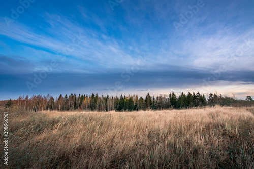 Tall grass field with forest and blue sky background during autumn.