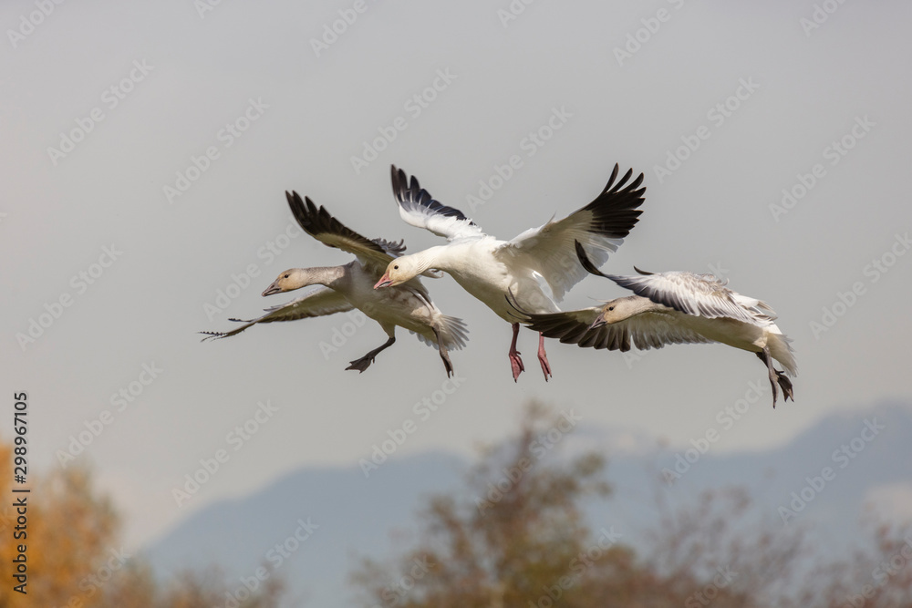 Obraz premium White Snow Goose
