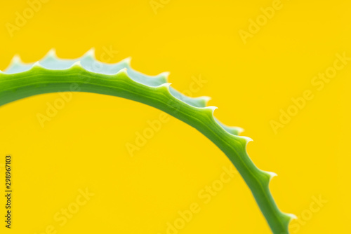 green aloe vera on yellow background, single branch,  with space for text photo