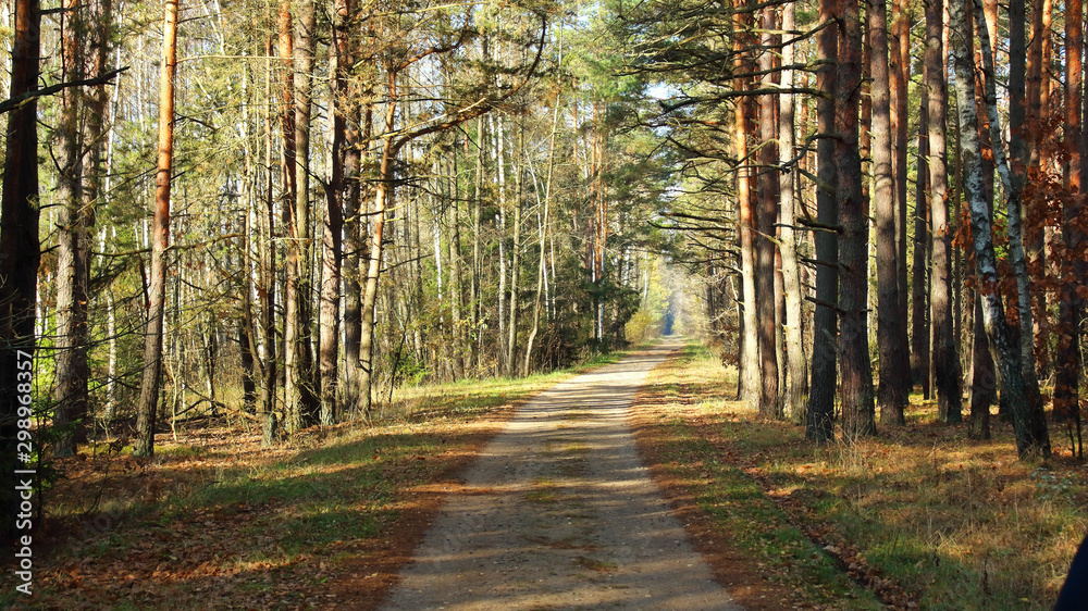 Obraz premium forest road between pines and firs in autumn