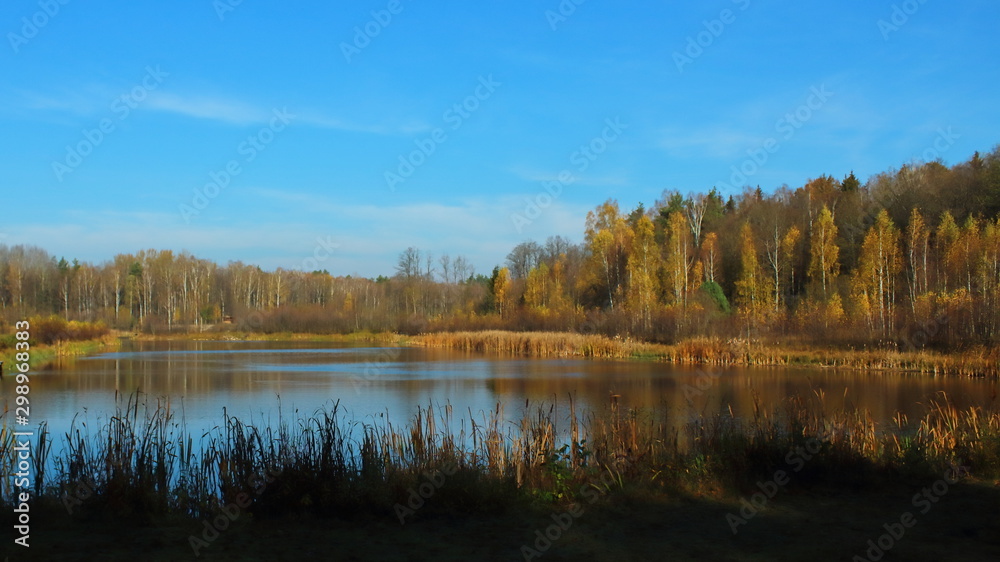 birch forest lake with yellow leaves blue sky in autumn