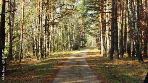forest road between pines and firs in autumn