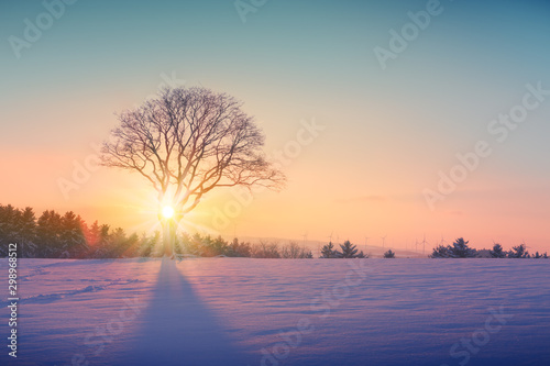 Winter sunset over the snow covered tree.Nature background. © Swetlana Wall