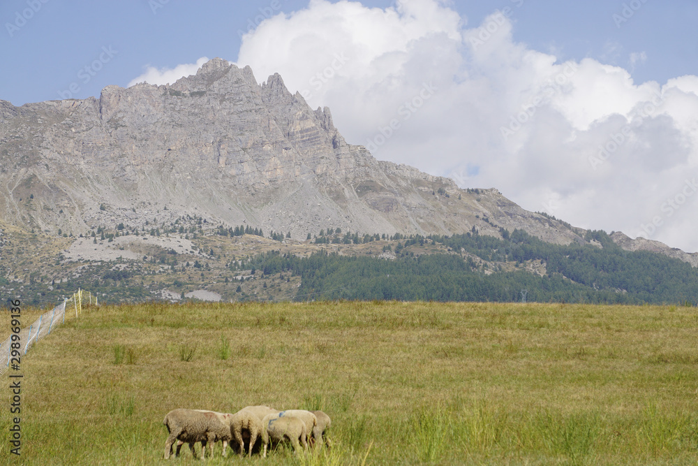 sheeps on a meadow by the high peaks of the soutern Alps, france