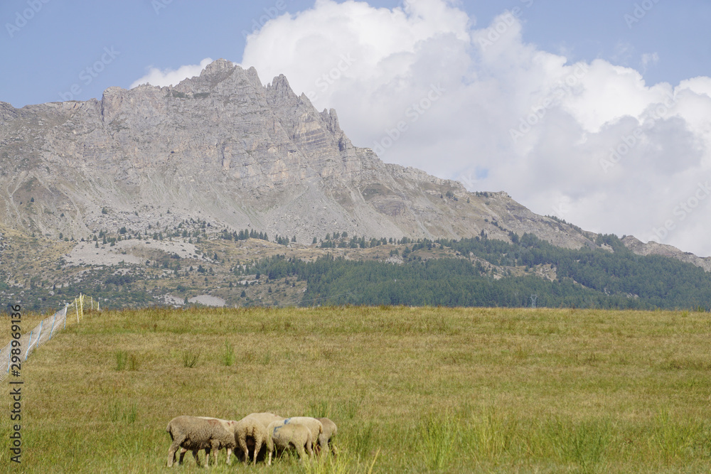 sheeps on a meadow by the high peaks of the soutern Alps, france sheeps on a meadow by the high peaks of the soutern Alps, france