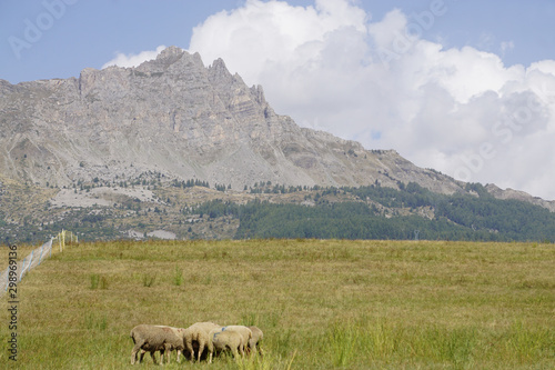 sheeps on a meadow by the high peaks of the soutern Alps, france
