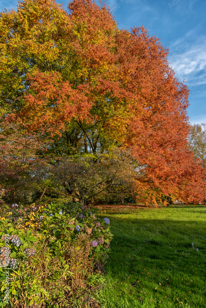 beautiful autumn trees and gardens by the lake beautiful autumn trees and gardens by the lake