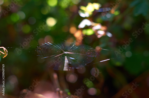 Colorfull little spiderweb on green natural background