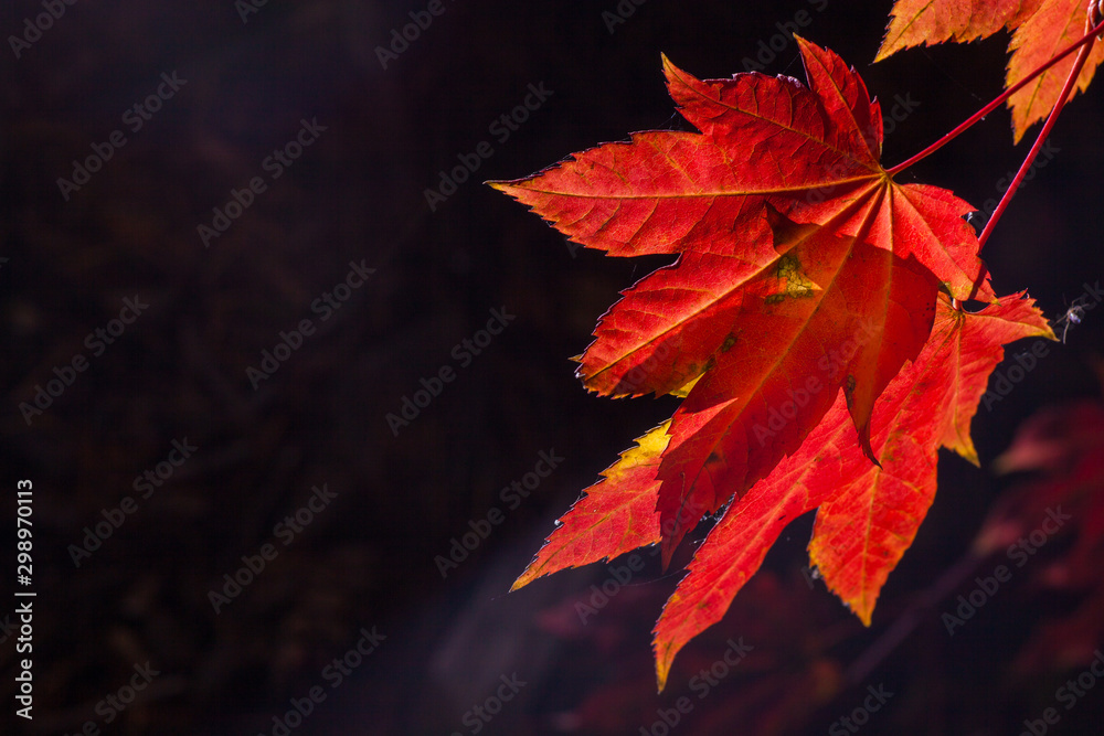 Maple leave in Fall