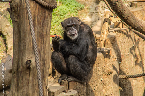 Fototapeta Naklejka Na Ścianę i Meble -  Affe Schimpanse Bonobo