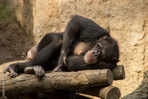 Zwergschimpanse Bonobo