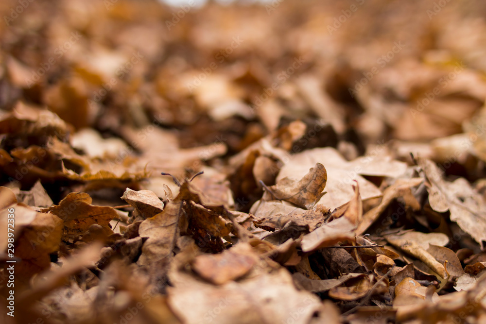 autumn texture of autumn withered brown leaves autumn texture of autumn withered brown leaves