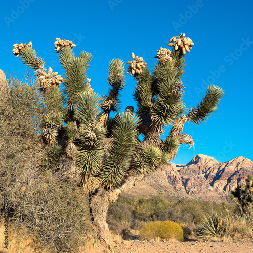 A large, healthy Joshua Tree showing seed pods, branches, and leaves